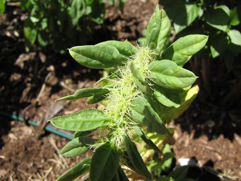 Flower Stalks Signal That Leafy Greens Are Near The End
