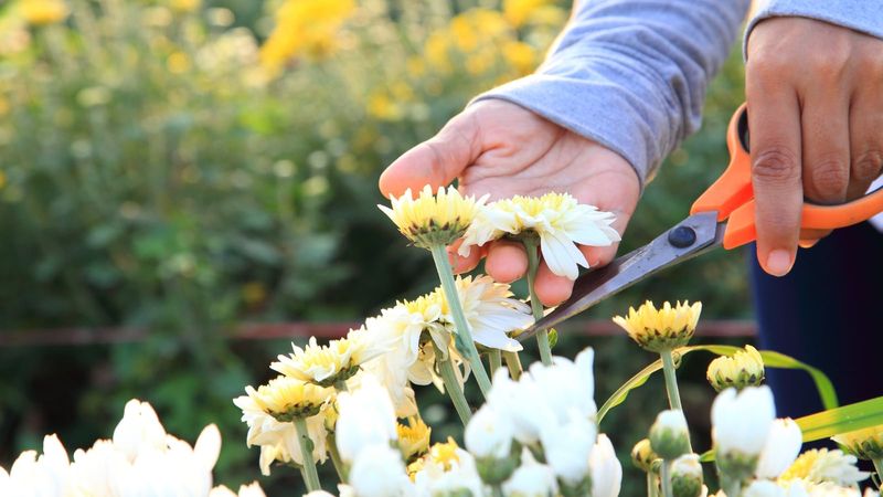 Flower Timing Matters Before You Pinch Flower Timing Matters Before You Pinch