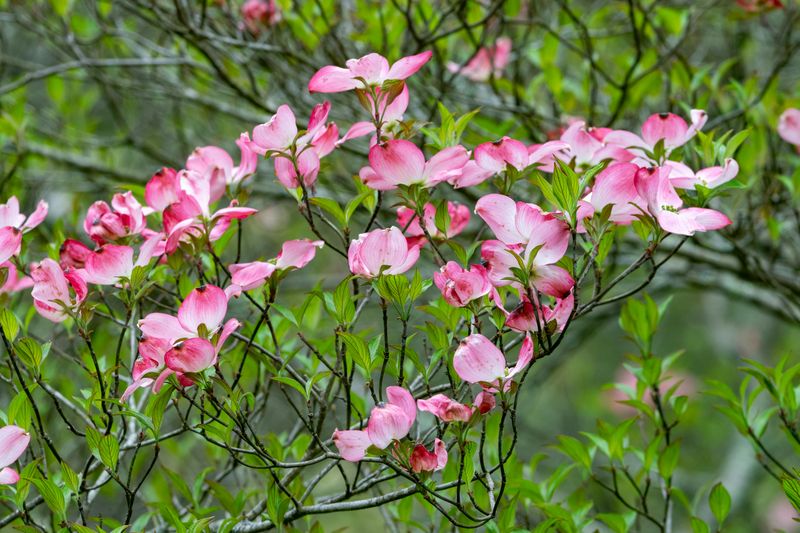 Flowering Dogwood Loves Staten Island Soil