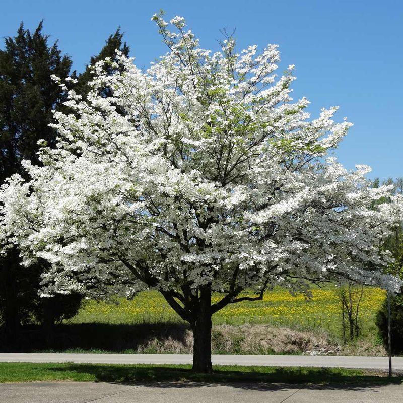 Flowering Dogwood