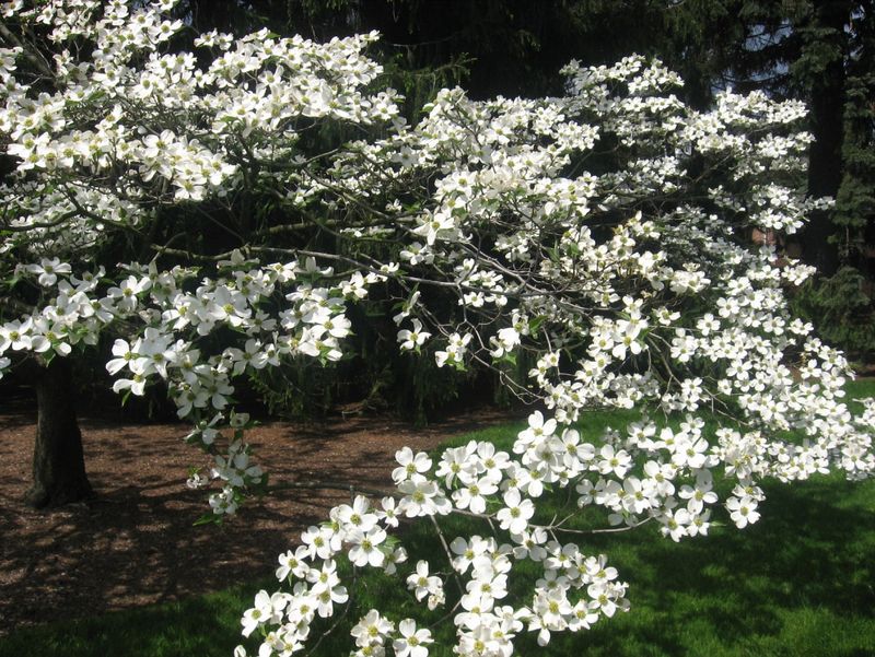 Flowering Dogwood