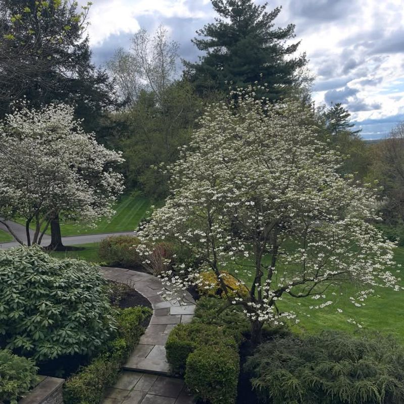 Flowering Dogwood