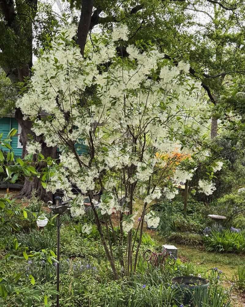 Flowering Dogwood Flowering Dogwood