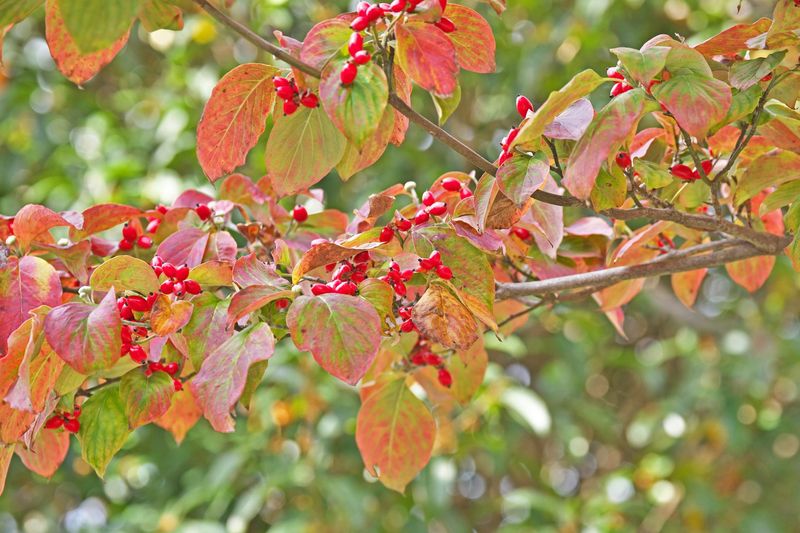 Flowering Dogwood Adds Beauty And Backyard Wildlife Value