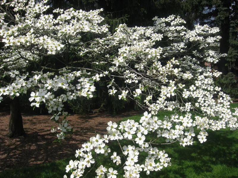 Flowering Dogwood Adds Soft Blooms And Beauty