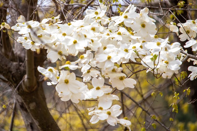 Flowering Dogwood Brings Classic Georgia Beauty Flowering Dogwood Brings Classic Georgia Beauty
