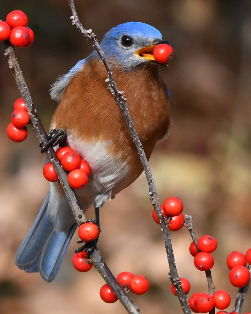 Flowering Dogwood Brings Seasonal Fruit Bluebirds Use