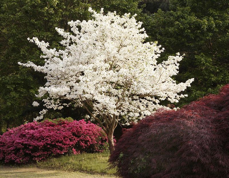 Flowering Dogwood Brings Shade With Native Charm