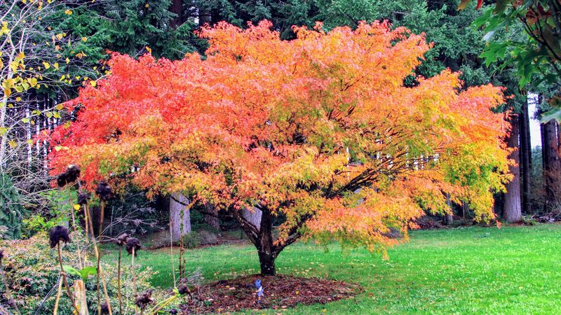 Japanese Maple (Acer Palmatum)