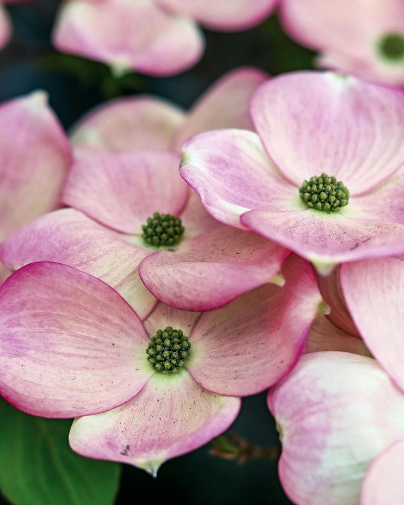 Flowering Dogwood 