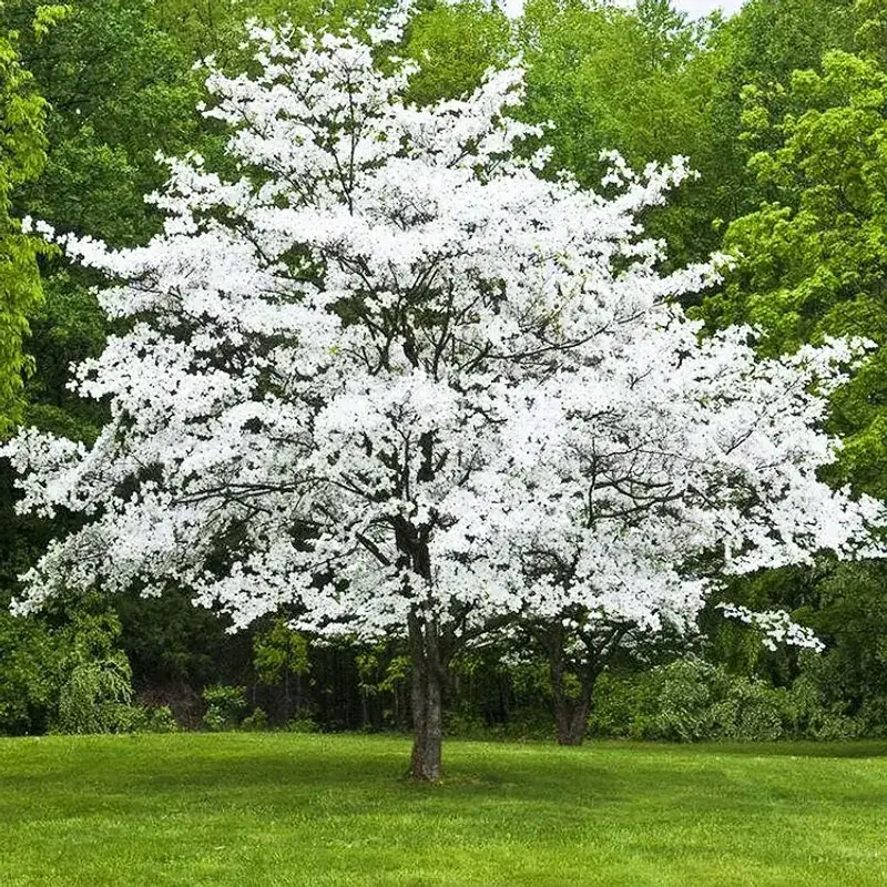Flowering Dogwood Flowering Dogwood