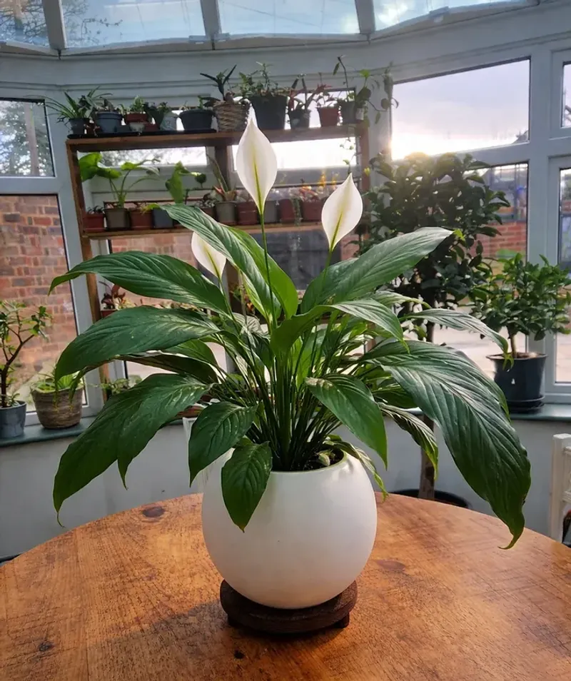 Flush Your Pots To Remove Salt Buildup