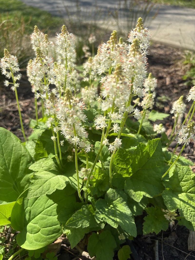 Foamflower Foamflower