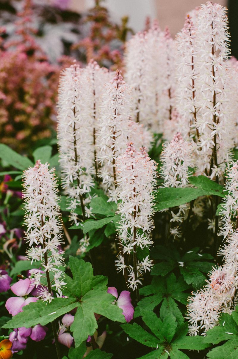 Foamflower