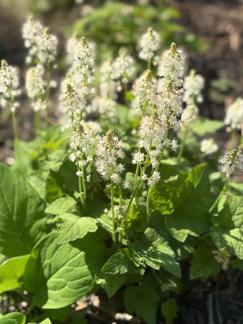 Foamflower