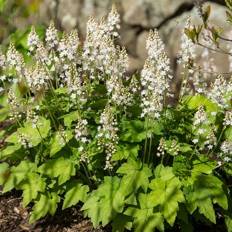 Foamflower Foamflower