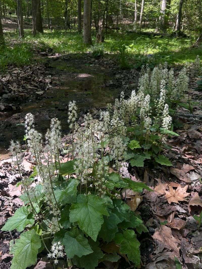 Foamflower