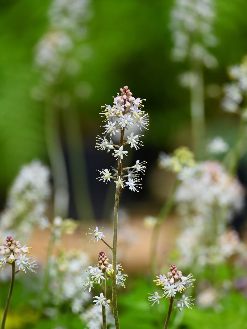 Foamflower
