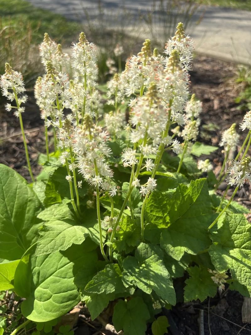 Foamflower