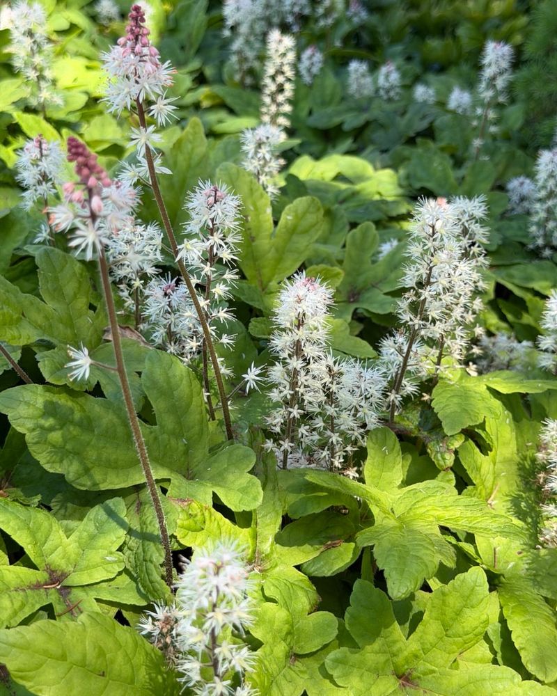 Foamflower Foamflower