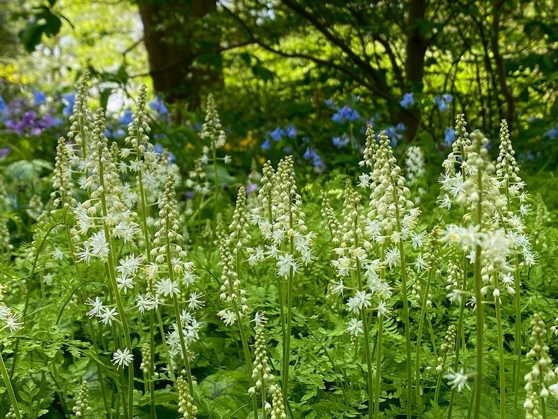 Foamflower Foamflower