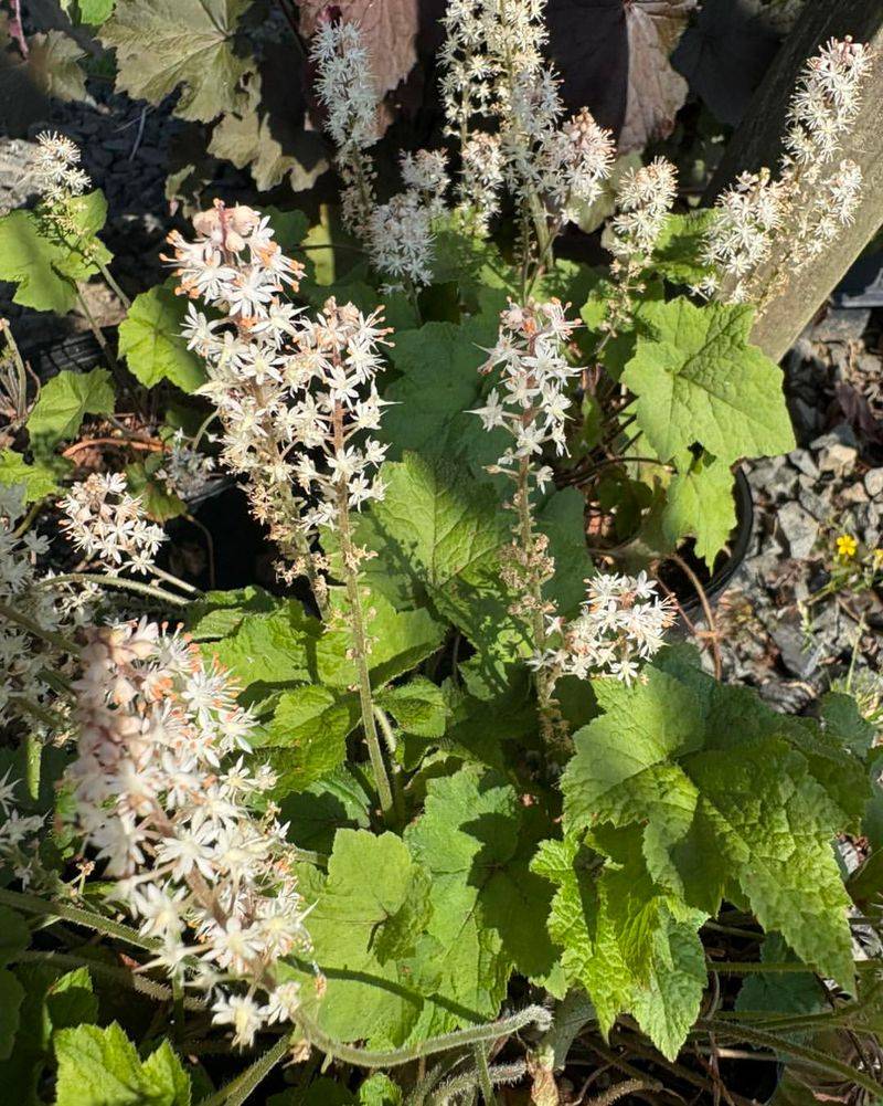 Foamflower 