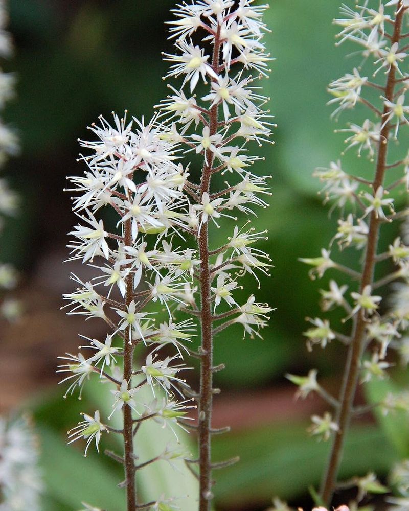 Foamflower