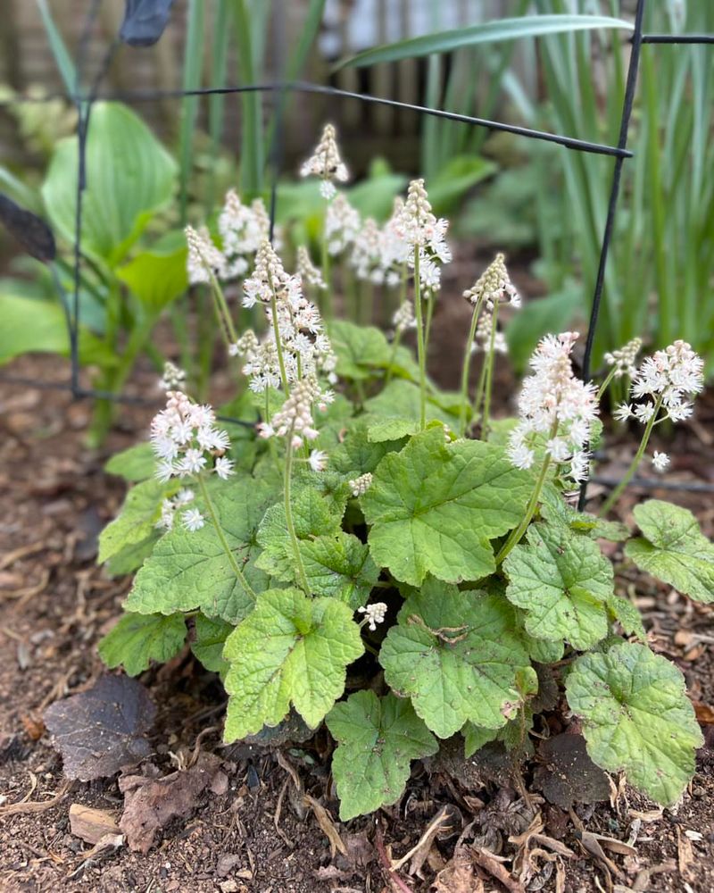 Foamflower