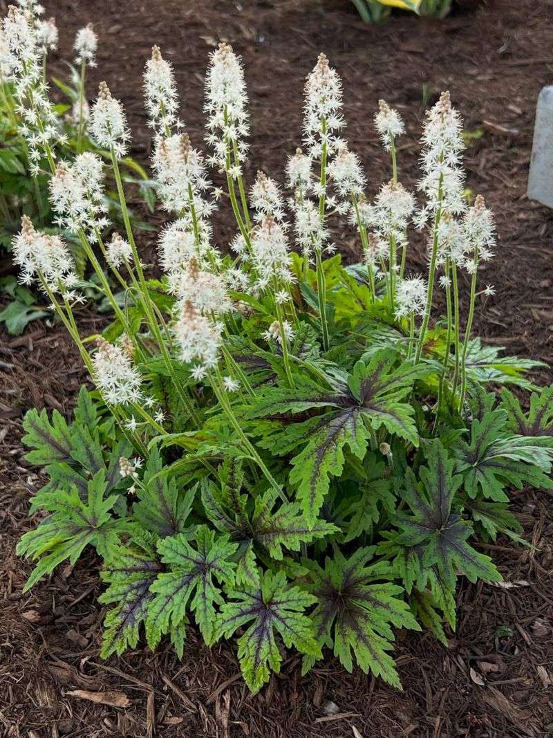 Foamflower Adds Spring Foliage With Native Charm Foamflower Adds Spring Foliage With Native Charm