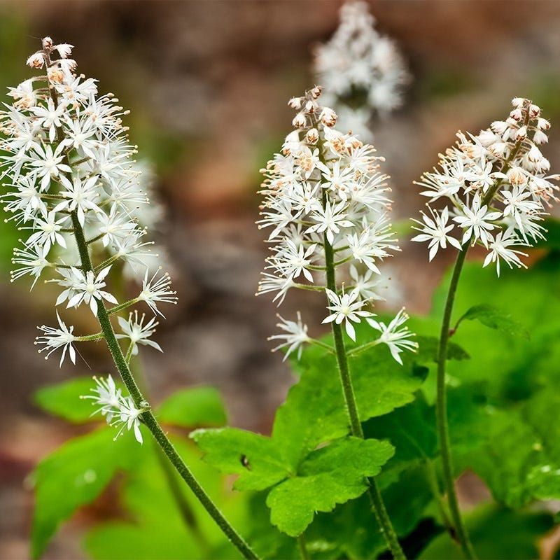 Foamflower Brings Soft Spring Beauty