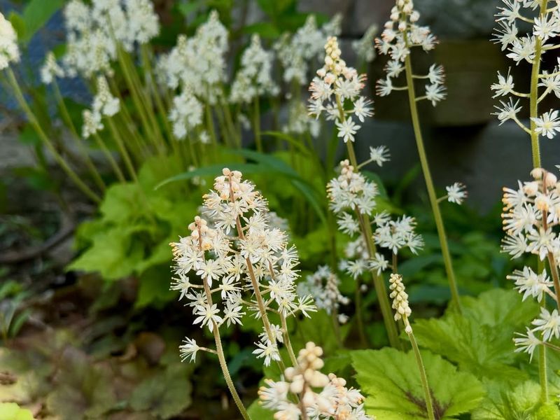 Foamflower Brings Soft Spring Blooms To Shade