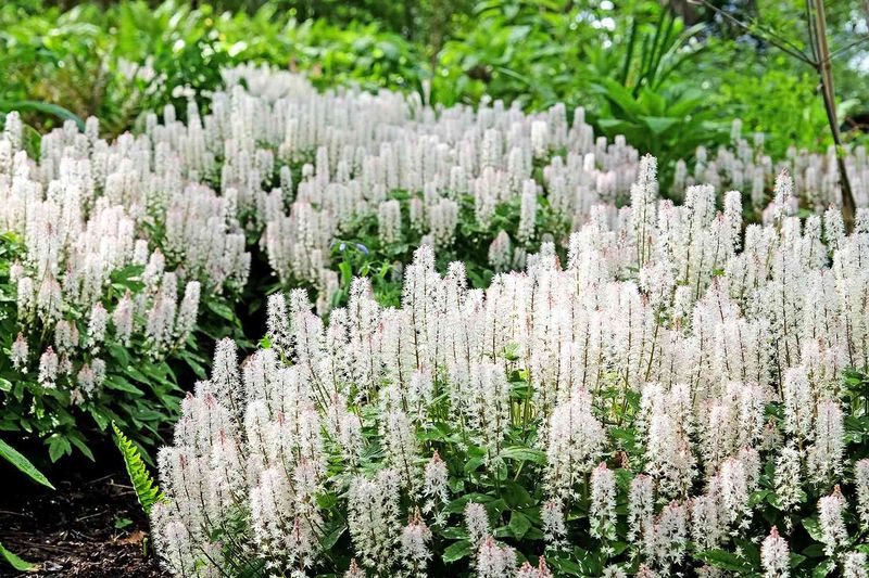 Foamflower Creates Dense Mats That Can Be Split Into New Plants