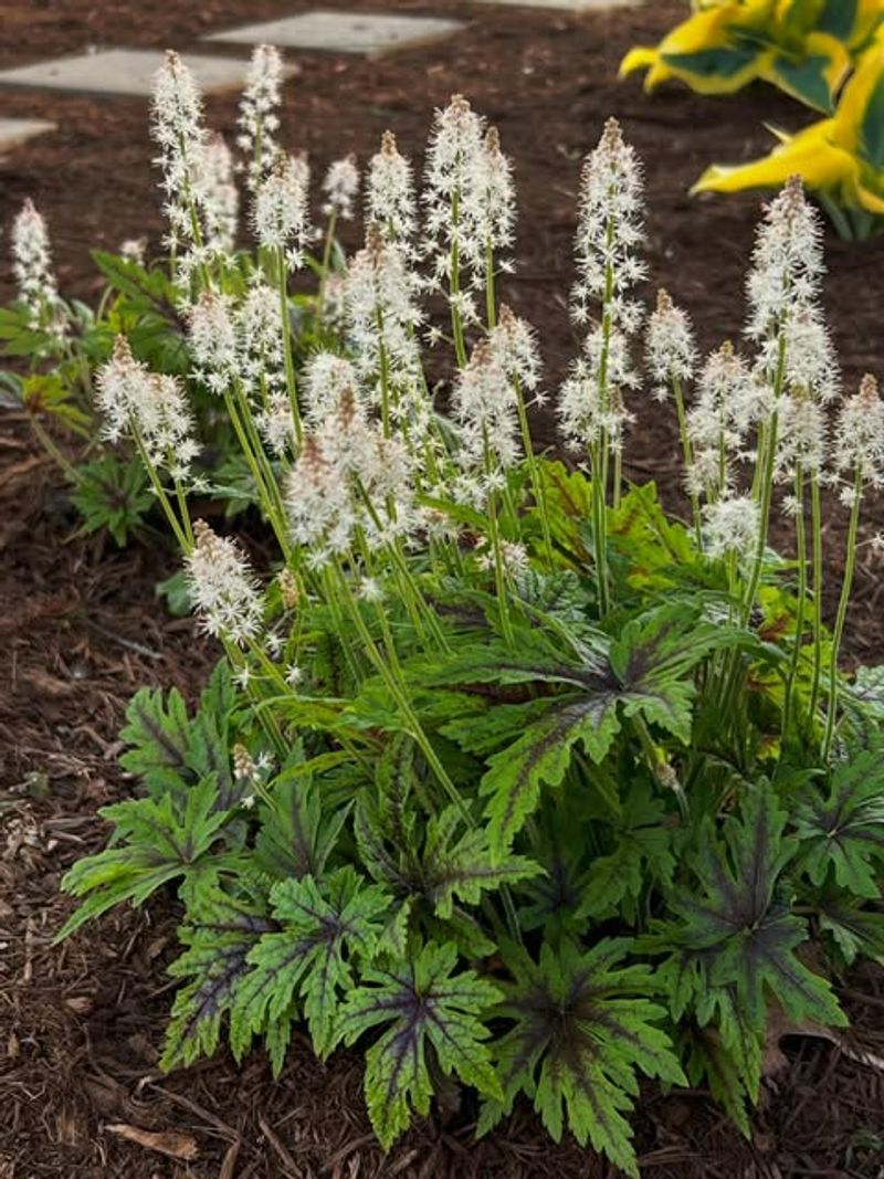 Foamflower Creates Dense Native Groundcover That Divides Easily