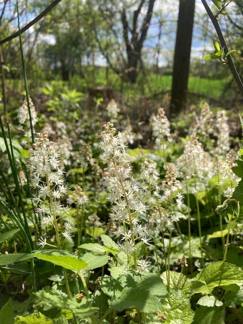 Foamflower Forms A Low Carpet Of Spring Bloom