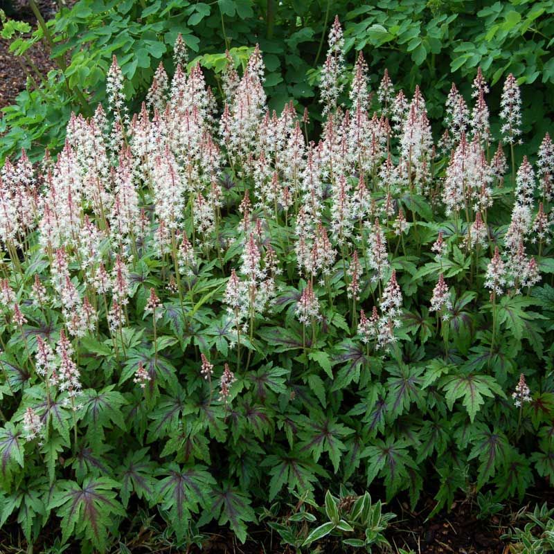 Foamflower Makes Shady Path Edges Feel Fuller Foamflower Makes Shady Path Edges Feel Fuller