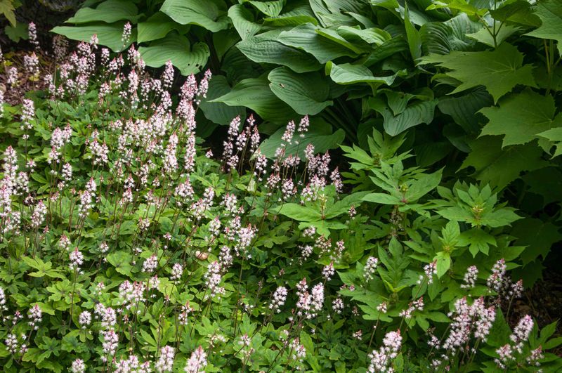 Foamflower Softens Dark Problem Spots Foamflower Softens Dark Problem Spots