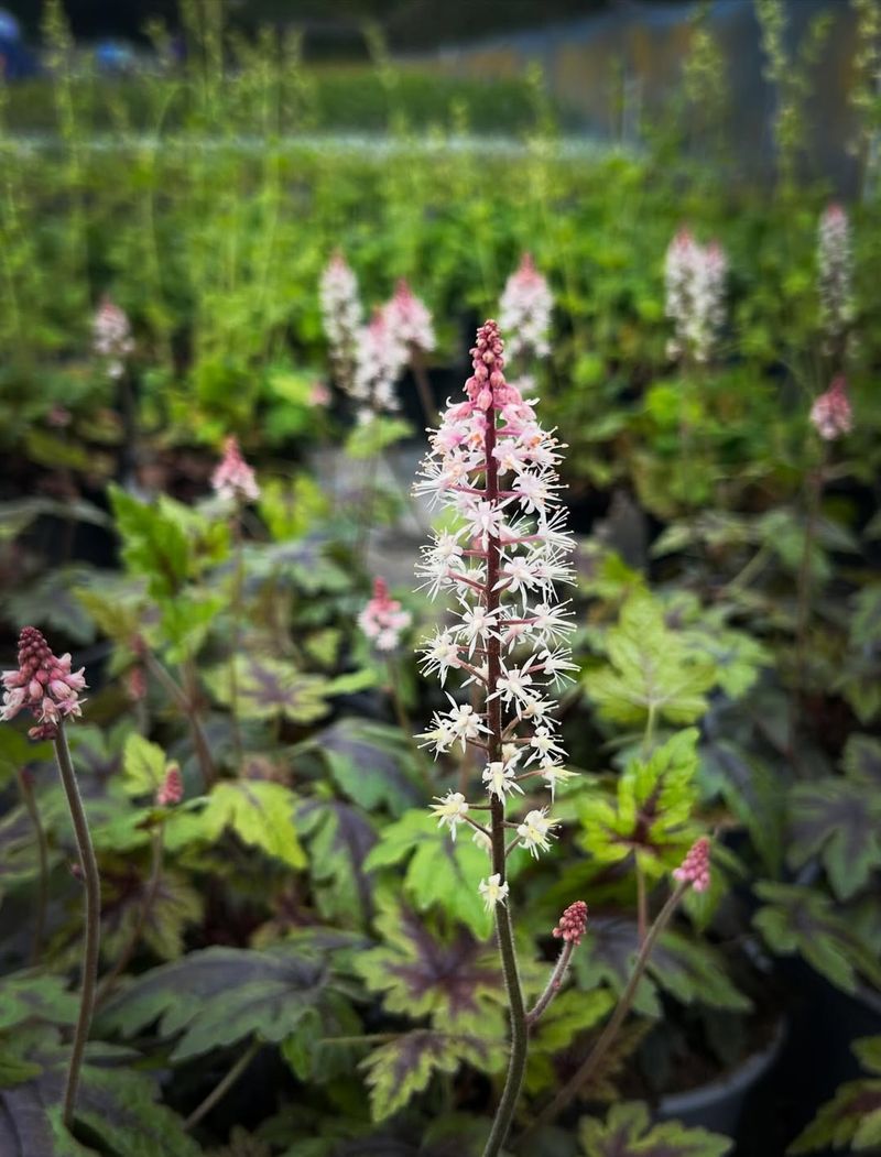 Foamflower Softens Shady Slopes With Native Foliage