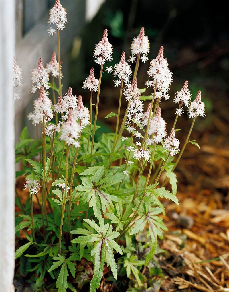 Foamflower (Tiarella cordifolia)
