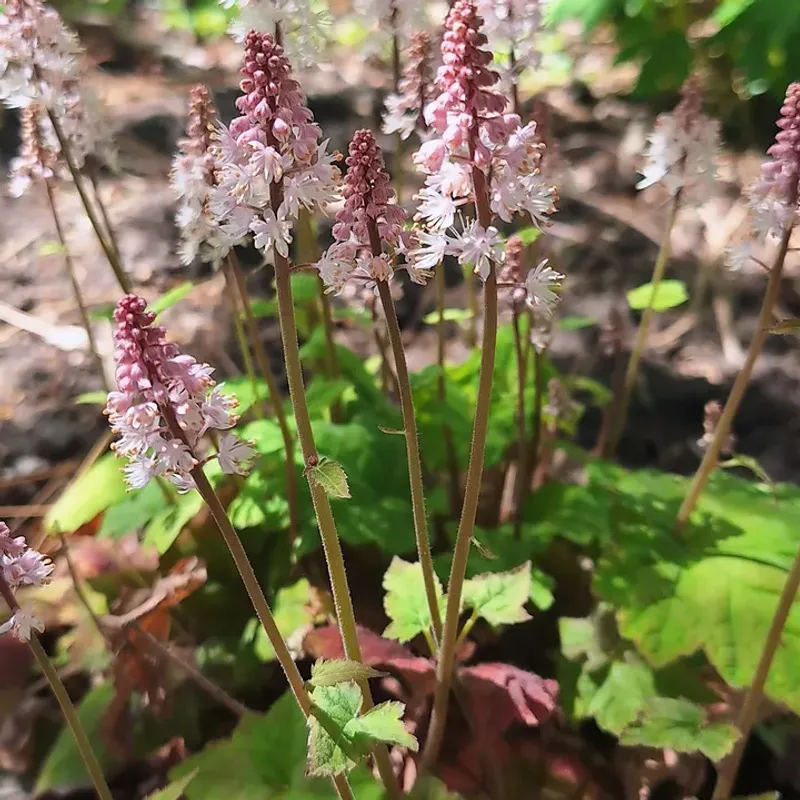 Foamflower (Tiarella cordifolia)