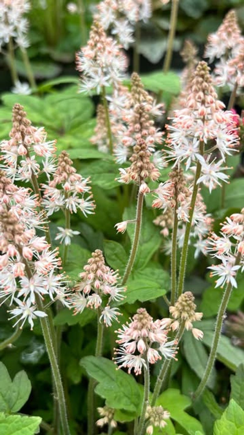 Foamflower Turns Damp Shade Into A Spring Show