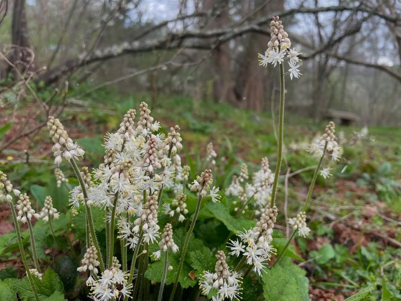 Foamflower