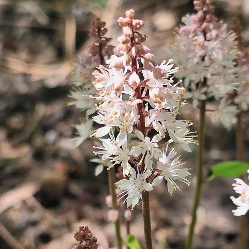 Foamflower 