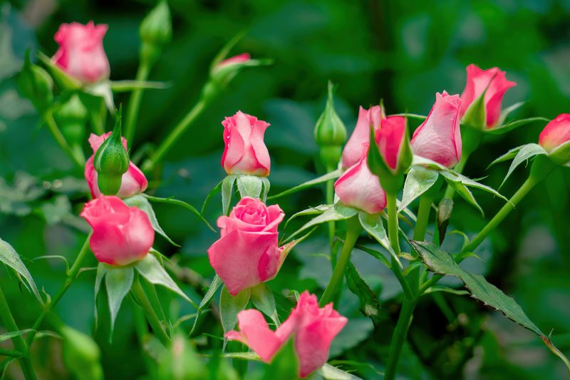 Focus Energy On Flower Production