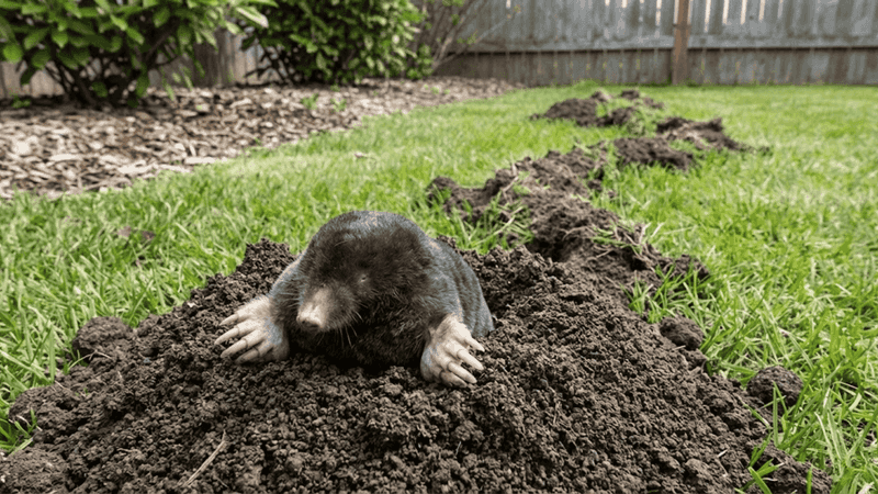 Focus On Soft Soil Near Garden Beds And Tree Lines