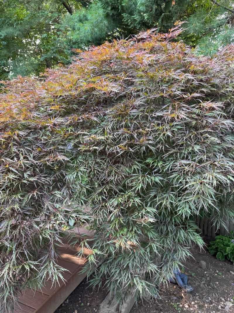 Foliage Looking Dull Gray Green Instead Of Healthy
