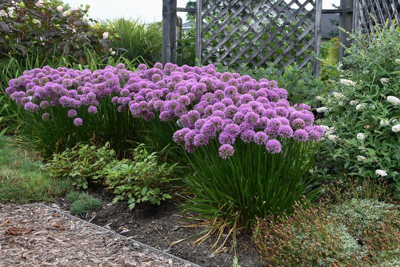 Foliage Naturally Declines Before Or During Bloom