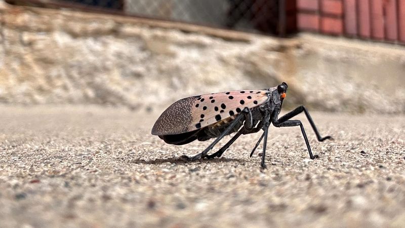 Follow Ohio's Statewide Quarantine Rules Before Moving Outdoor Items