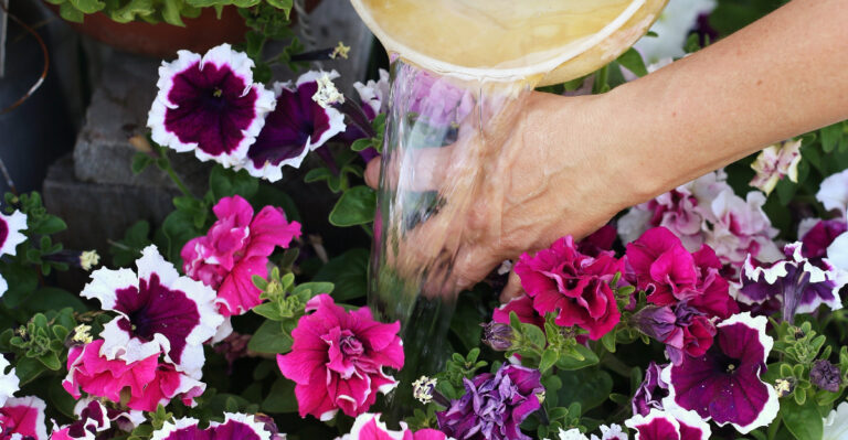 watering petunias