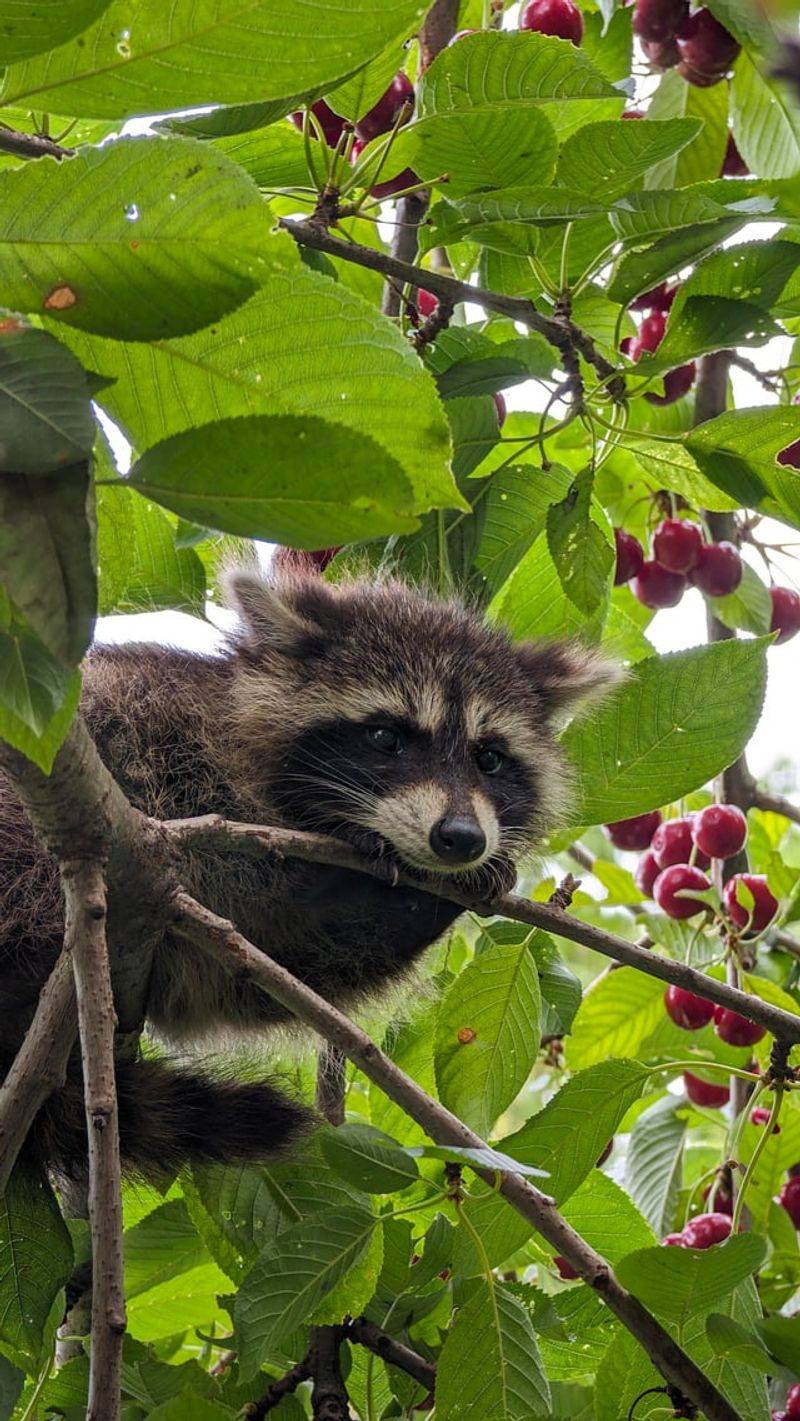 Food Is Why Raccoons Keep Coming Back Night After Night