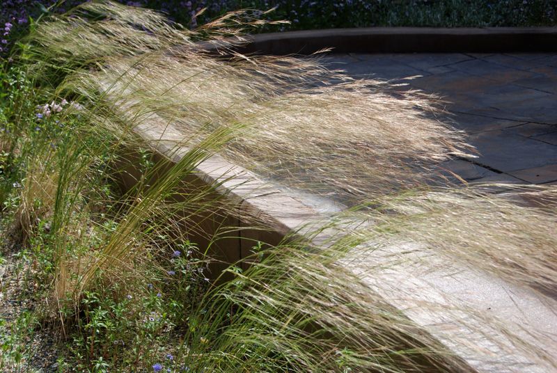 Foothill Needlegrass Handles Dry California Slopes